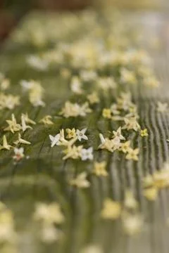 Flower Down Stock-Fotos