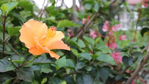 Flower in DR Congo  (HD) Stock Footage 7769278