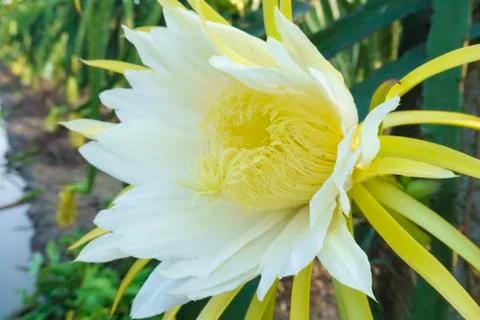 Flower of dragon fruit Stock Photos