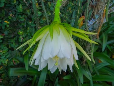 Flower of dragon fruit 스톡 사진
