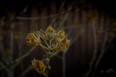 Flower dramatic background. Dry bush dramatic effect, selective focus, shallo Stock Photos