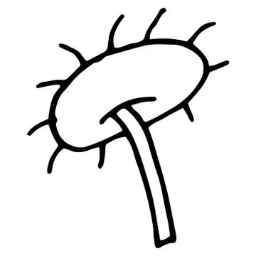 Flower drawing. Vector hand-drawn doodle illustration Stock Illustration