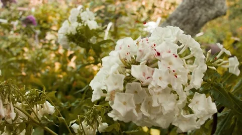 A flower dripping blood Stock Footage 68638100