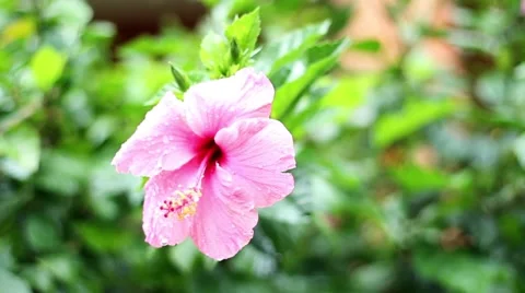 Flower with drop Stock Footage 46528197