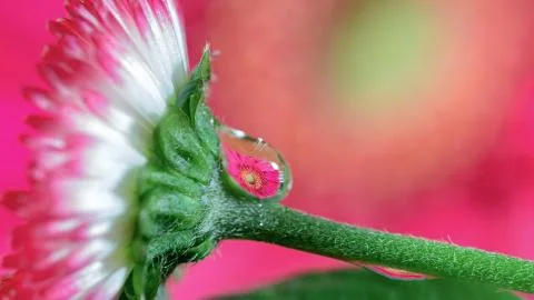Flower drop Stock-Fotos
