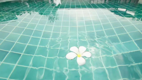 Flower drop in Swimming pool Stock Footage 139950376