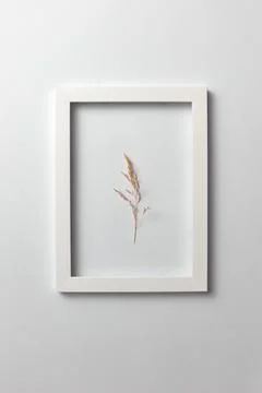 Flower dry inflorescence in a regtangular frame on a light background. Stock Photos