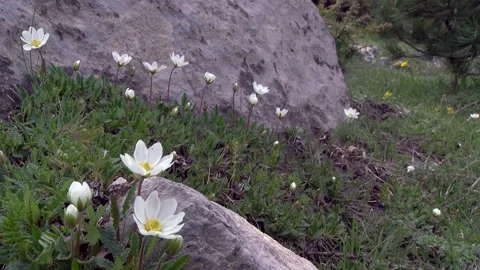 Flower: Dryas octopetala Stock Footage 167208822