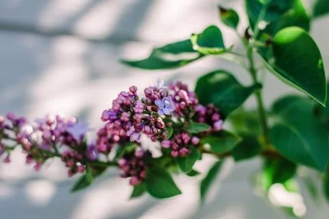 Flower during time nature awesome nice new beautifully photo Stock Photos