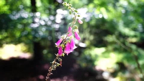 Flower in dutch forest summertime Stock Footage 171231634