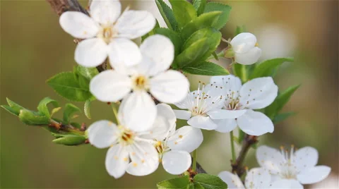 Flower early cherries 1 Video stock 58899669
