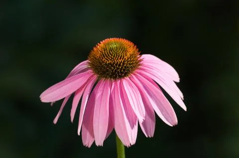Flower echinacea Stock Photos