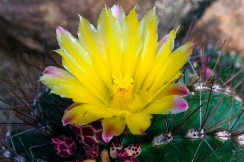 Flower of echinocactus. Stock Photos