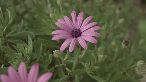 Flower ( edited, prores 422 ) Stockbeeldmateriaal 150626327