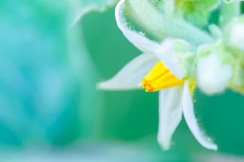 Flower of eggplant Stock Photos
