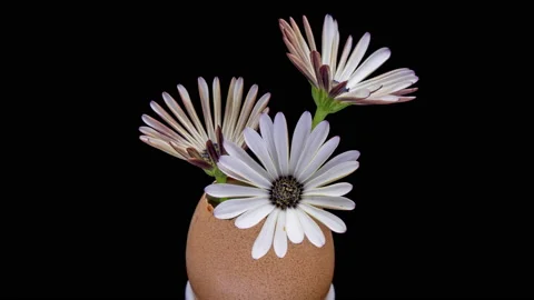 Flower in eggshell isolated on white background. Development, care, hope Stock Footage 206102732