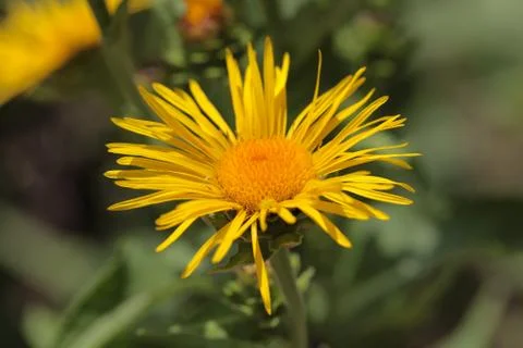 A flower of Elecampane (Inula helenium), an old medical plant. Stock Photos