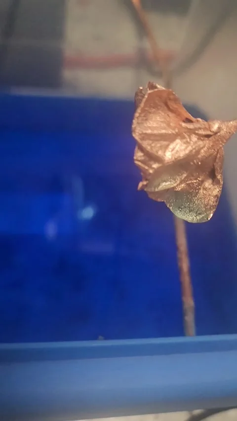 Flower Electroplated Stock Footage 262586398