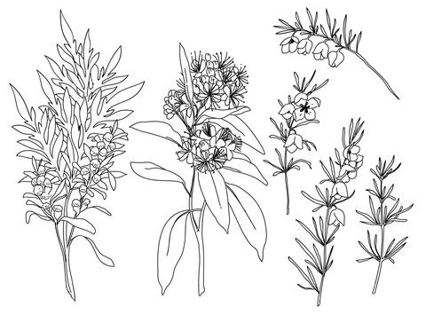 Flower element plant 스톡 일러스트