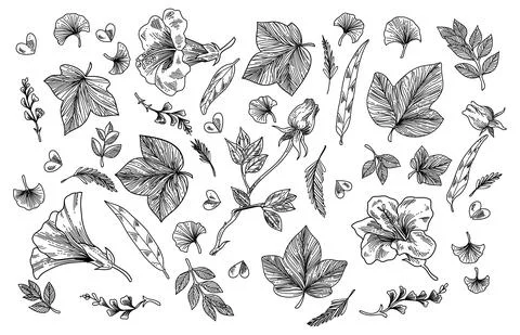 Flower element plant Illustrazione stock