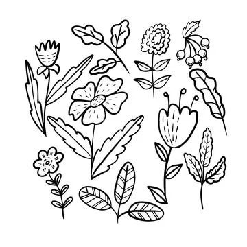 Flower elements collection in doodle style.. Hand drawn decorative leaves and 库存插图