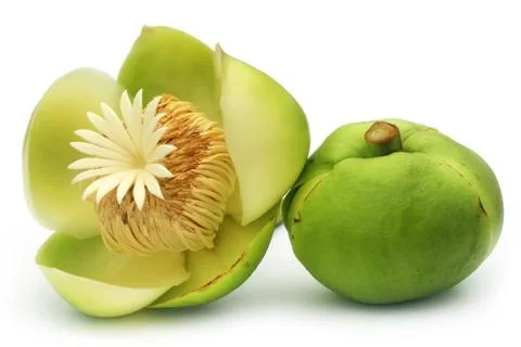 Flower of elephant apple Stock Photos