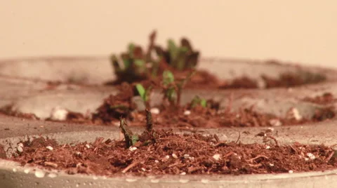 Flower emerging from soil Stock-Footage 52553187