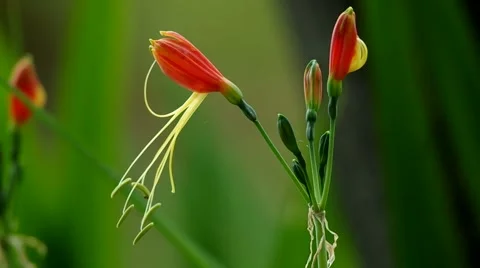 Flower of Eucrosia bicolor Stock Footage 48564940