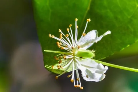 Flower eugenia uniflora surinam cherry with leaf in background macro photograph Stock Photos