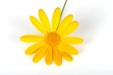 A flower of Euryops pectinatus on white Stock Photos