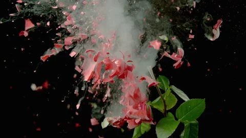 Flower Explodes With Petals Flying Everywhere Stock Footage 255701592
