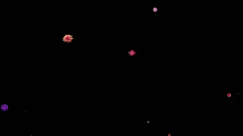 Flower Explosion Overlay After Effects stock