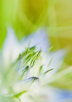 Flower, extreme close-up Stock Photos