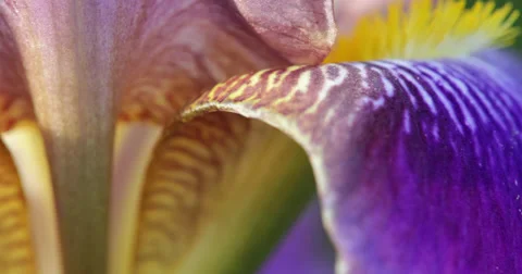 Flower extreme macro closeup Video stock 38020965
