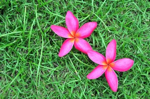 Flower fall Stock Photos