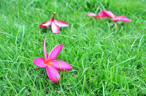 Flower fall Stock Photos