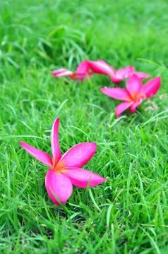 Flower fall Stock Photos