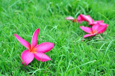 Flower fall Stock Photos