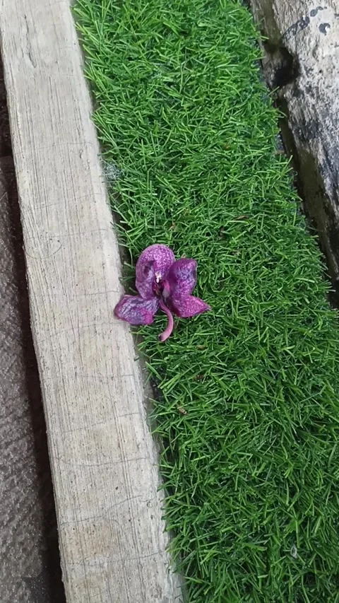 Flower falling down Vidéo 234359629