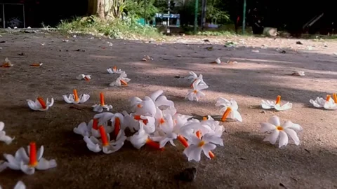 Flower falling down slowly Stock Footage 140481891