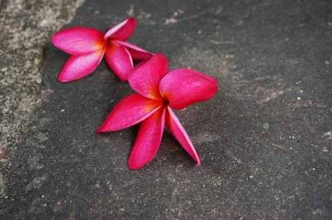 Flower falling on the ground Stock Photos