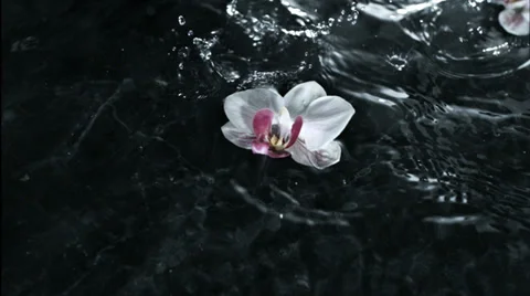 Flower falling over waterfall, Slow Motion Vidéo 35531875