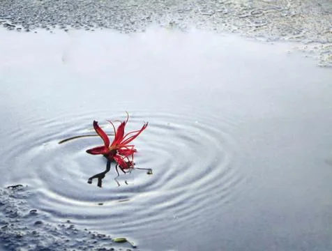 A flower falling on water and creating waves Stock Photos