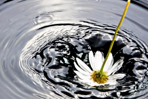 Flower falling in water Stock Photos