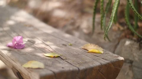Flower Falling on a Wooden Bench Stock Footage 51639133