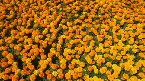 Flower Farm for Different Colors Stock Footage 134285368