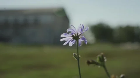 Flower on farm. Macro close-up. Vídeos de archivo 317541834