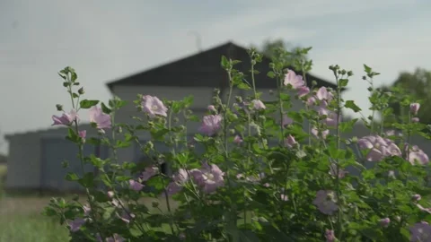 Flower on farm. Macro close-up. Vídeo Stock 317543528