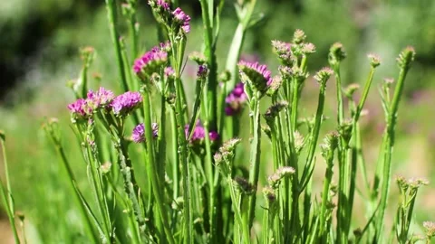 Flower farm. wind blowing through the flower farm Stock Footage 133306602