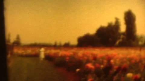 Flower farming Stock Footage 58403687